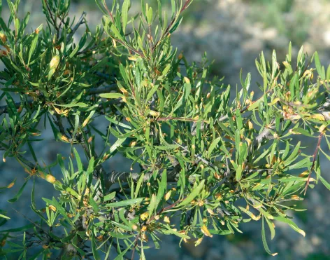 Rhamnus pallasii