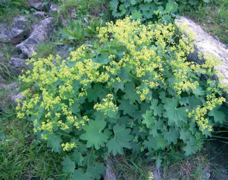 Alchemilla pseudocartalinica