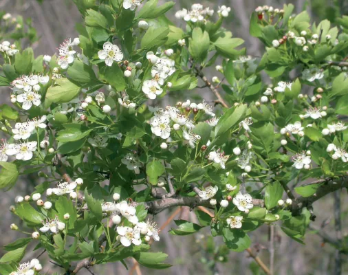 Crataegus orientalis