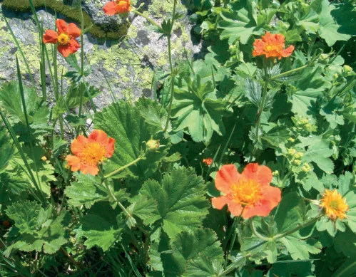 Geum coccineum