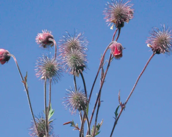Geum rivale