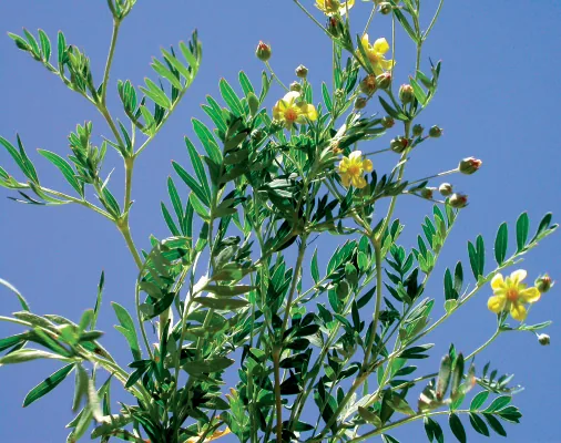 Potentilla bifurca