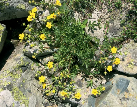 Potentilla humifusa