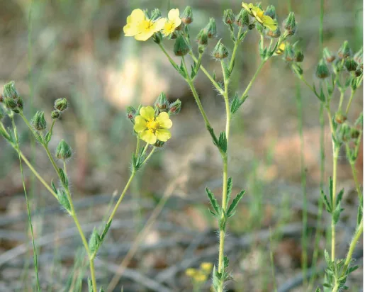 Potentilla recta