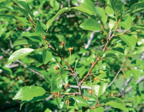 Prunus divaricata