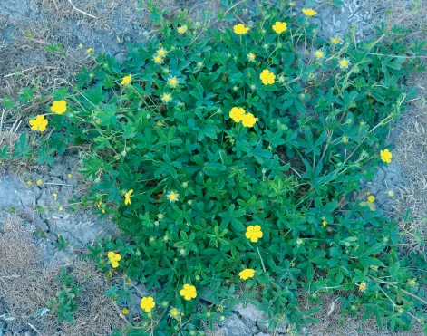 Potentilla reptans