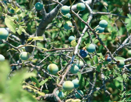 Rosaceae
