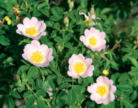 Rosa dumalis