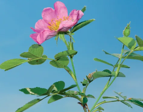Rosa micrantha
