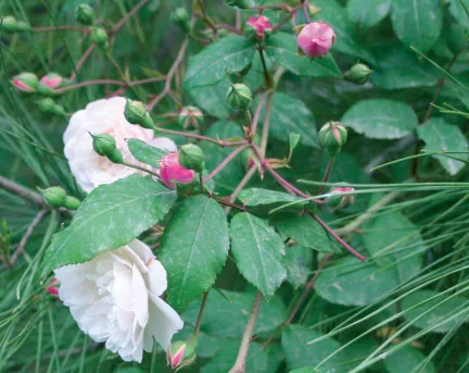 Rosa sempervirens