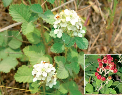 Rubus canescens