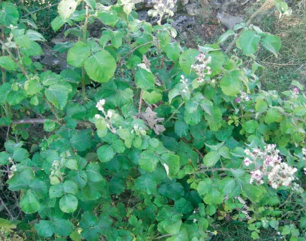 Rubus discolor