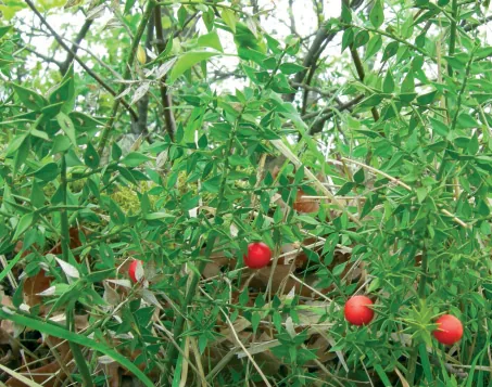 Ruscus aculeatus