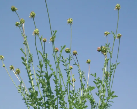 Sanguisorba minor