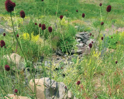 Sanguisorba armena