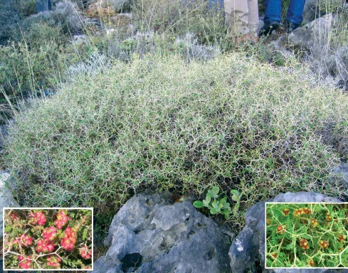 Sarcopoterium spinosum