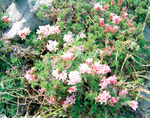 Asperula daphneola