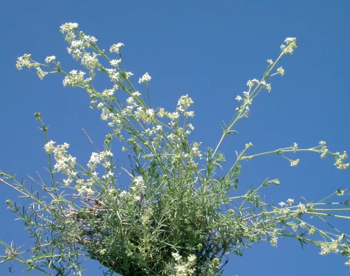Asperula laxiflora