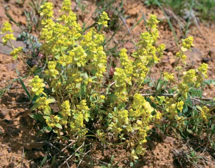 Cruciata taurica
