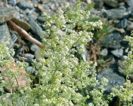 Galium trojanum