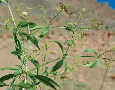 Rubia tinctorum