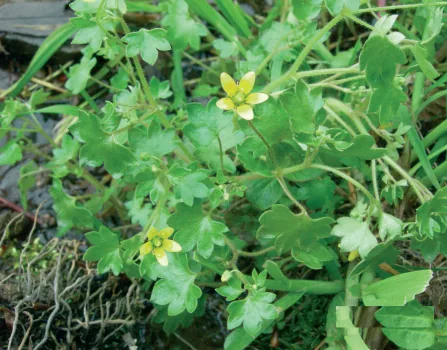 Saxifragaceae