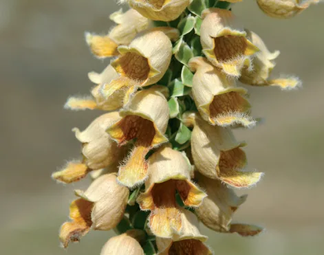 Scrophulariaceae