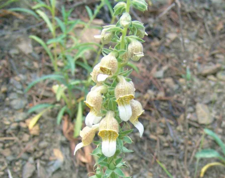 Digitalis lamarckii