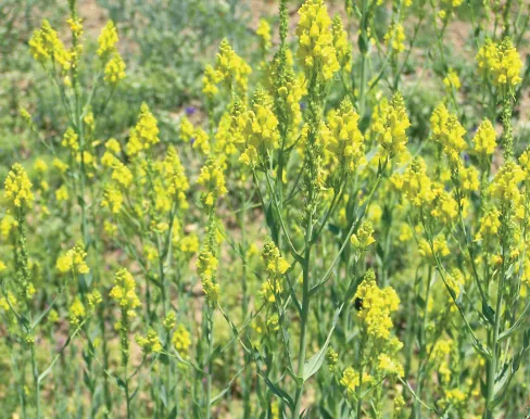 Linaria genistifolia