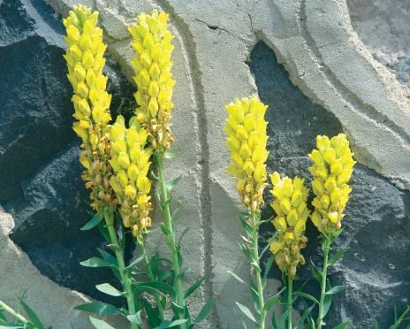 Linaria pyramidata