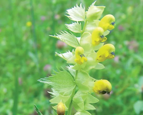 Rhinanthus angustifolius