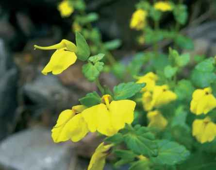 Rhynchocorys stricta