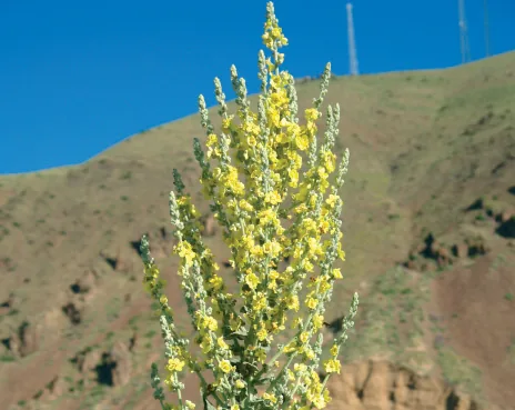 Verbascum cheiranthifolium