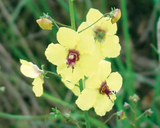 Verbascum blattaria