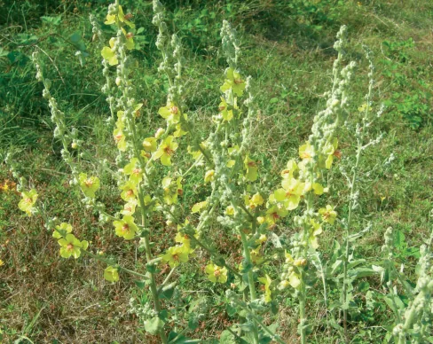 Verbascum sinuatum