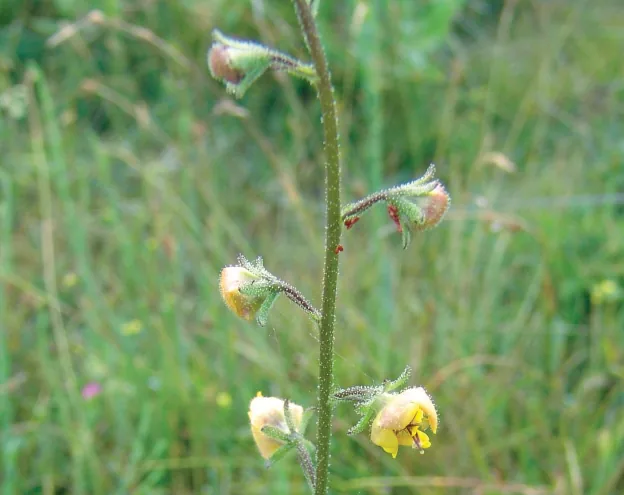 Verbascum phoeniceum