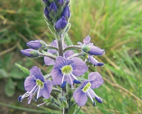 Veronica gentianoides