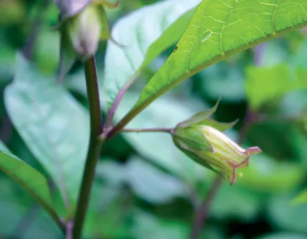 Atropa belladonna