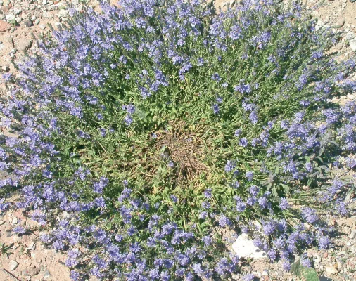 Veronica orientalis
