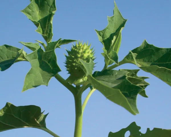 Solanaceae