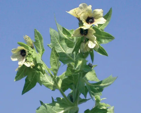 Hyoschyamus niger