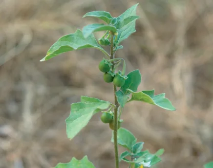 Solanum alatum