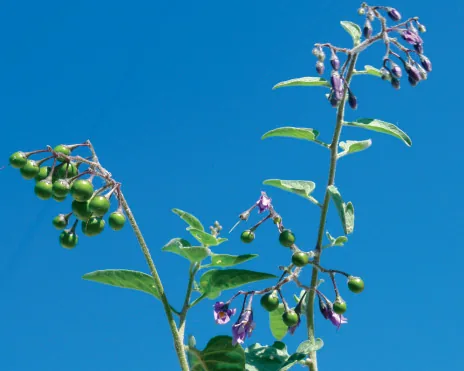 Solanum dulcamara