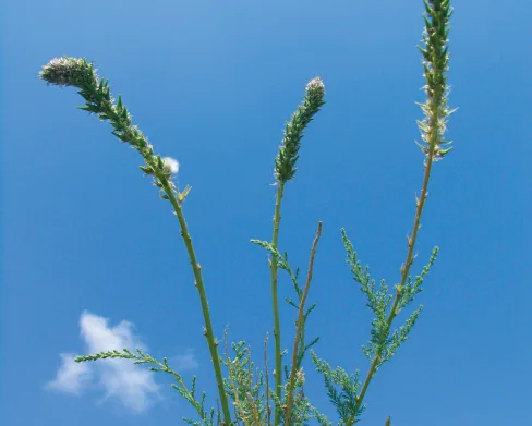 Tamaricaceae