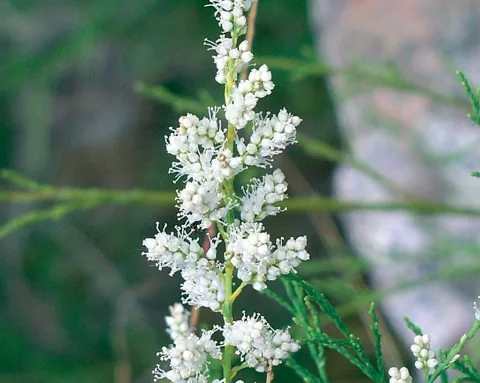 Tamarix parviflora
