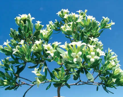 Daphne oleides