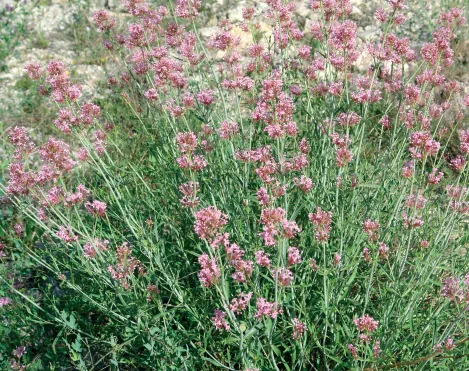 Centranthus longiflorus