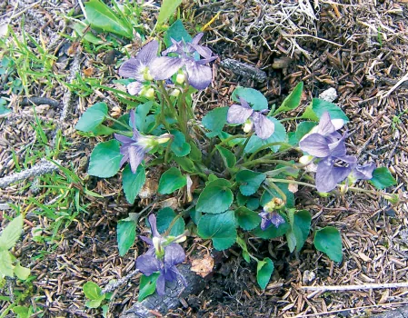Viola alba