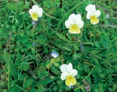 Viola arvensis