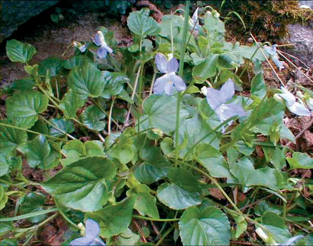 Viola sieheana